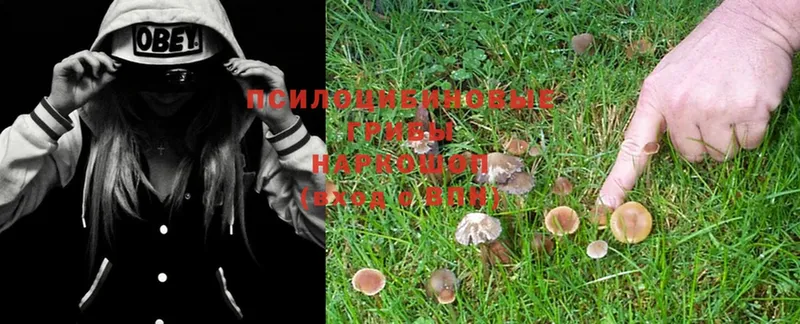 Псилоцибиновые грибы MAGIC MUSHROOMS  Дно 